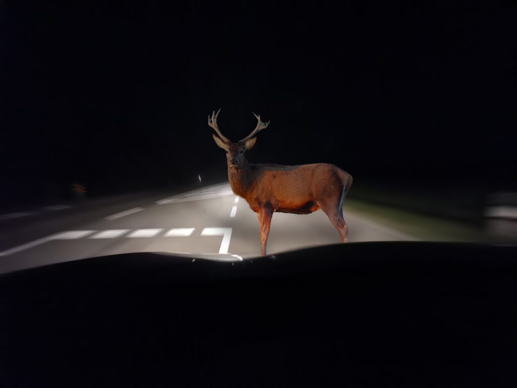 A Deer in a Motorcar Light Zone